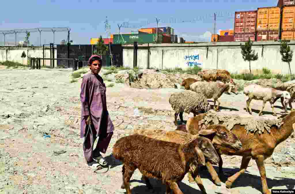 Some Kuchi families have settled in Pul-e Charkhi, outside Kabul.&nbsp;