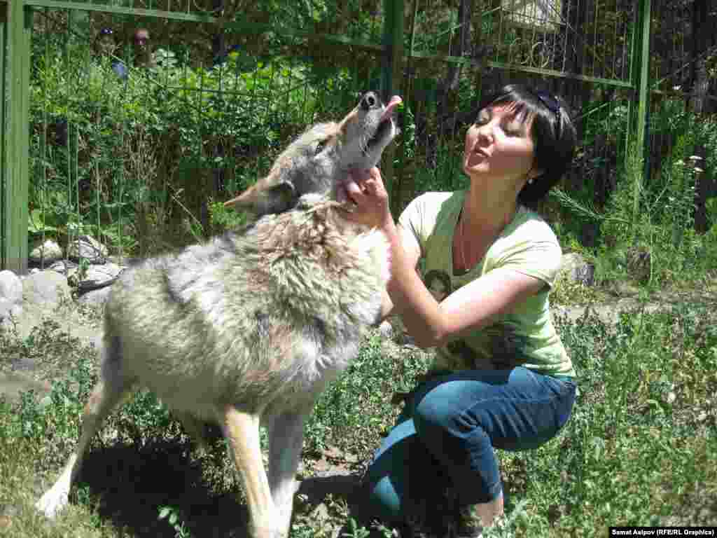 Волк. Хищные животные в день съедают от двух до пяти килограммов мяса.&nbsp;