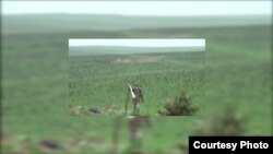 Ադրբեջանական լրատվամիջոցների տարածած տեսանյութը, ըստ որի Անդրանիկ Գրիգորյանը մոտենում է ադրբեջանական դիրքերին, 23-ը մարտի, 2015թ․