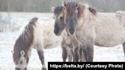 Тарпанавідныя коні, фота БелТА
