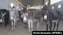 Қырғызстанның Ош облысындағы қоралардың бірінде тұрған есектер.  22 қыркүйек 2015 жыл.