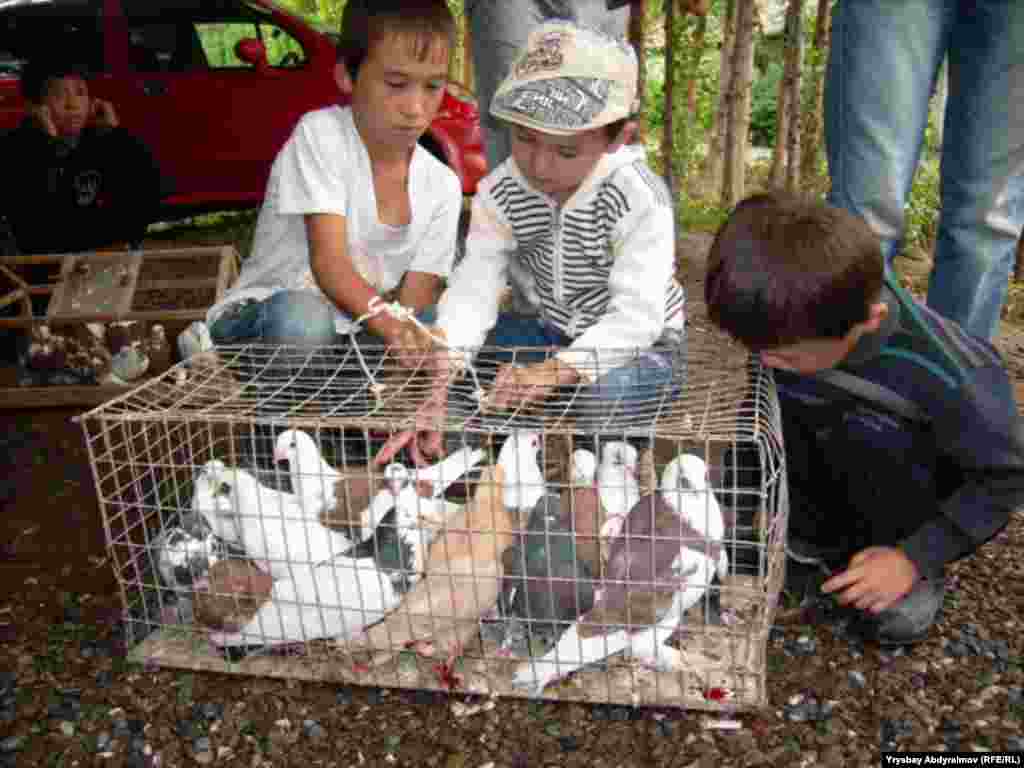 Көгүчкөндөр чоң-кичинесине жана соодалашууга жараша 300-1500 сомго бааланганы менен 100-500 сомго дейре сатылат.