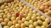 Armenia - Apricots purchased by a fruit-exporting companty from farmers in the Ararat Valley, 21Jun2013.