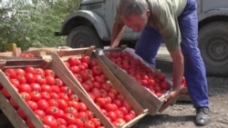 Rusiyanın pomidor və alma qadağası