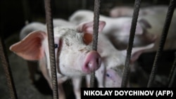 Звідки вірус африканської чуми свиней з’явився на фермі, наразі не відомо