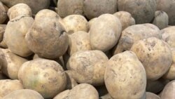 Што з бульбай у Беларусі? Расказваем