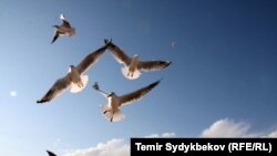 Иллюстрациялык сүрөт.