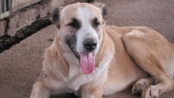  Lebapda it uruşlary ‘has gizlin ýagdaýda’ geçirilip başlandy