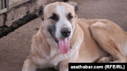 Illýustrasiýa suraty 