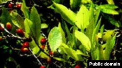 يک گزارش تازه انجمن ضد مواد مخدر پرو، فوايد بالقوه کوکا برای مردم را مورد پرسش قرارداه و می گويد که برخی مطالعات نشان داده که مواد مغذی اين گياه نمی تواند توسط بدن جذب شود