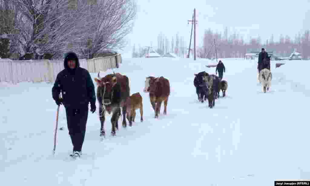 Жители села возвращаются с пастбища. На фото - центральная улица в селе. Слева - больница. Джайылган удобно расположен на пересечении важнейших магистралей, в том числе автодороги Бишкек - Душанбе.