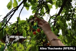 Черешневий фестиваль у Києві