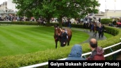 The Rowley Mile ипподромында жеңімпаз шабандоз бен сәйгүлік көп алдына шықты. Ньюмаркет, 27 мамыр 2006 жыл. (Сурет Ғалым Боқаштың жеке архивінен алынды).       