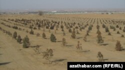 Gurap barýan agaçlar.