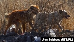 Таштанды талаасындагы жолбун иттер. Бишкек. 