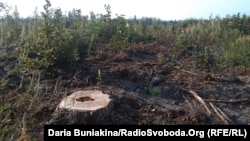 Вирубані дерева, Черкаська область