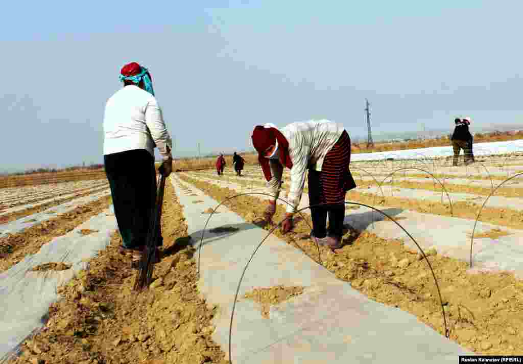 На этом фермерском участке работает около 30 человек, большинство - женщины.