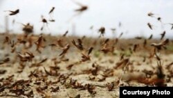 Чигиртка. Иллюстратив сурат.