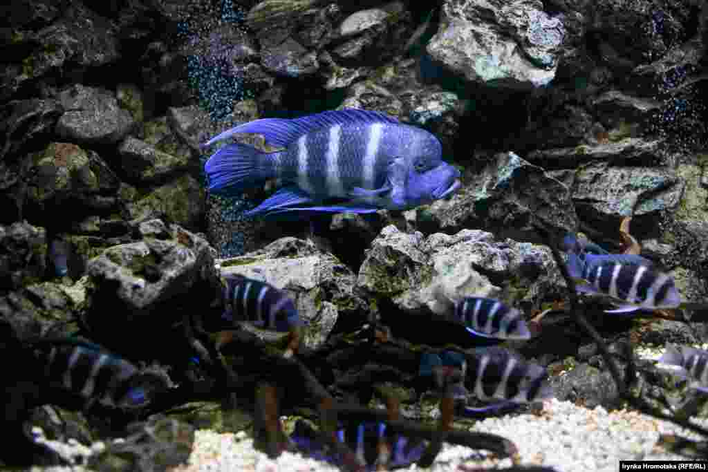 Фронтоза у львівському океанаріумі