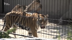 Тигри екс-міністра, лев-«мажор» і ведмідь-артист: як живуть хижаки в центрі реабілітації (відео)