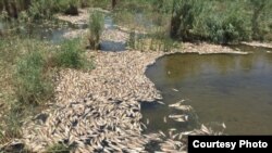 تالاب هورالعظیم در استان خوزستان