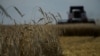 Farmers harvest wheat in the settlement of Nedvigovka in the southern Russian Rostov region on July 18.