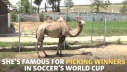 Soothsaying Tajik Camel Picks World Cup Champion