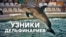 Почему нужно закрыть дельфинарии в Крыму? (видео)