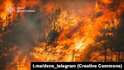 Загальна площа займання склала близько 1400 гектарів лісу