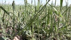 Կառավարությունը մասնակի կփոխհատուցի կարկուտից տուժած այն հողօգտագործողներին, որոնց վնասը կազմել է 40-100 տոկոս 