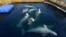 The marine animals, which routinely travel tens of kilometers a day in the wild, have been kept in small pens -- as these belugas are. 