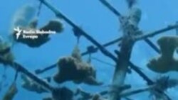 Najviše ikad: 84 posto koraljnih grebena u oceanima ugroženo