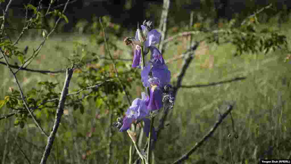 На місці, де колись була клумба, досі ростуть іриси