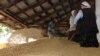 Armenia - Workers at a wheat storage facility in Shirak province, 01Aug2012.