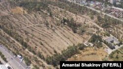 Ботаникалык бак. 2025-жылдын 28-июлу.