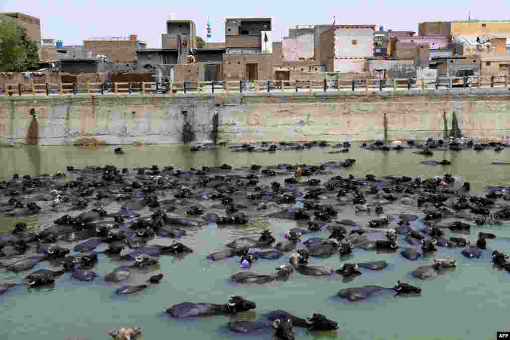 گاومیش‌ها در یک کانال آب در روزی گرم از تابستان در شهر لركانه پاکستان 