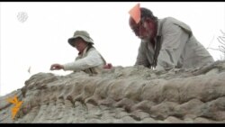 У Мексиці відкопали унікальні залишки динозавра