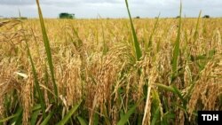 Рисовое поле, Туркменистан 