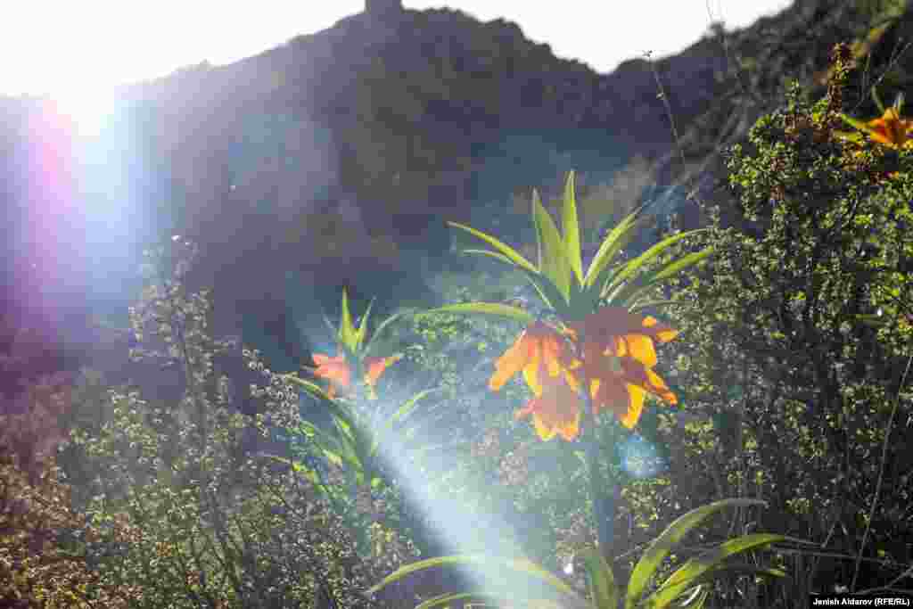 Бул гүл 1978-жылы кызыл китепке киргизилген.&nbsp;