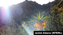 Баткен. Айгүл гүлү.