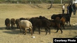 Ежегодно по всему Узбекистану совершают жертвоприношения на Курбан хайит (праздник жертвоприношения).