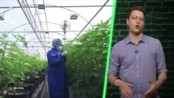 Легалізація медичного канабісу: що кажуть депутати Верховної Ради? (відео)