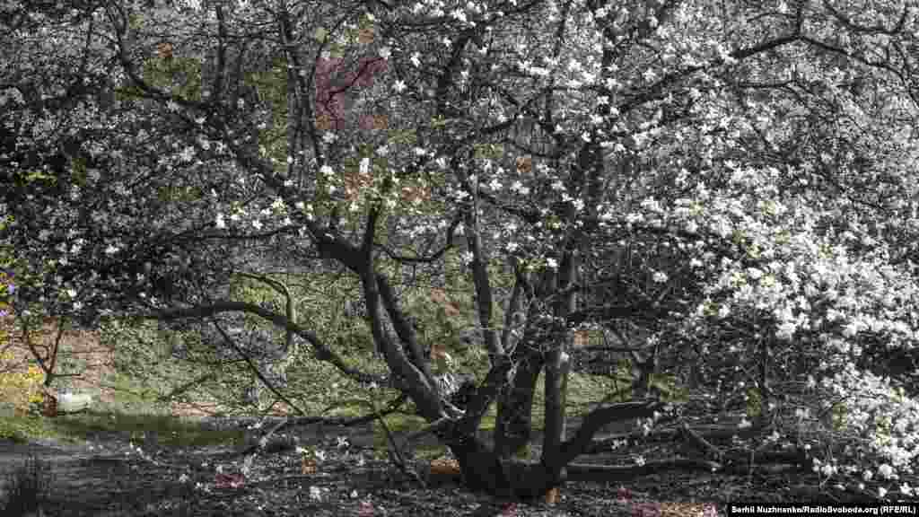 Чоловік займається медитацією в ботанічному саду імені Фоміна. Київ, 7 квітня 2020 року