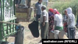 Býujetçilerden günde azyndan 20-25 kg pagta ýygnamak talap edilýär. (arhiw suraty)