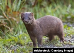 Амэрыканская норка
