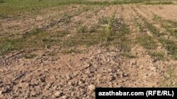 Farap etrabynda gowaça ekilen meýdanlaryň biri. Bezeg suraty