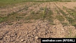 Farapda tupanyň netijesinde zaýa bolan we idegsiz galan gowaça meýdany. Illýustrasiýa suraty.