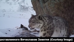 Ак илбирс. Иллюстрациялык сүрөт.