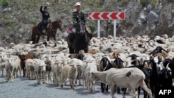 Төө-Ашууда кой айдаган өспүрүмдөр. 17-июнь, 2017-жыл. 