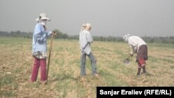 Кыргызстандын талаасында иштеген өзбекстандык кыз-келиндер. Жалал-Абад облусу.